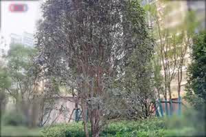 星空无限传媒 柯柯 迷奸前任报复小三  背景图片